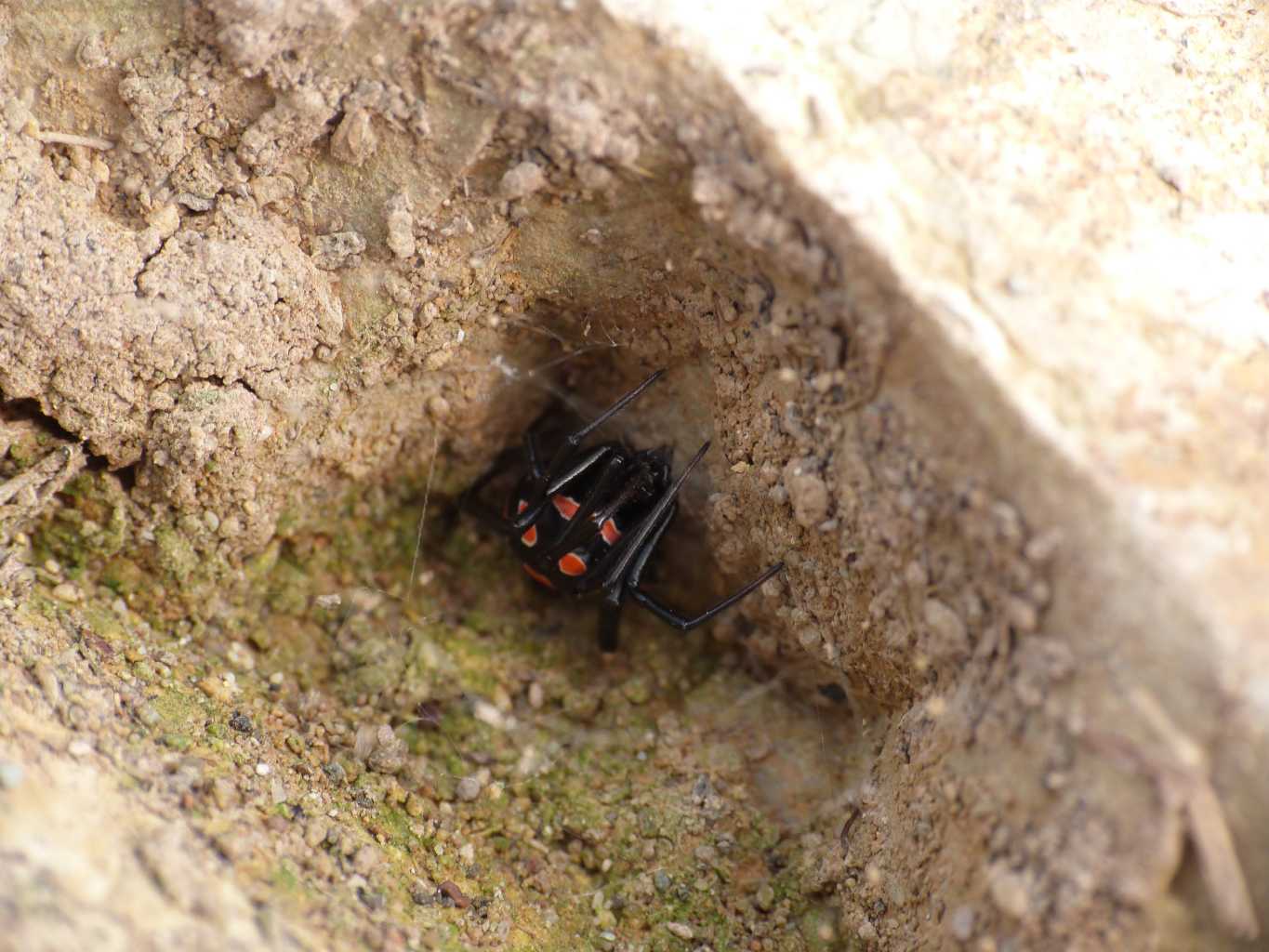 Latrodectus nel Lazio